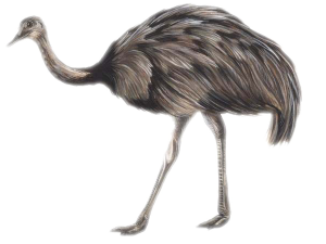 emu